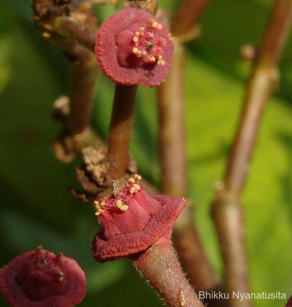 Euphorbia umbellata (Pax) Bruyns